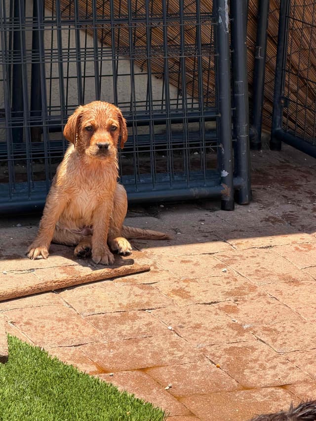 Labrador Retriever Puppies media 12