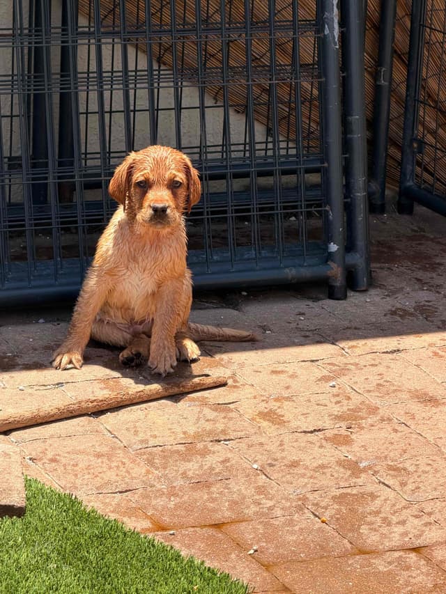 Labrador Retriever Puppies media 11