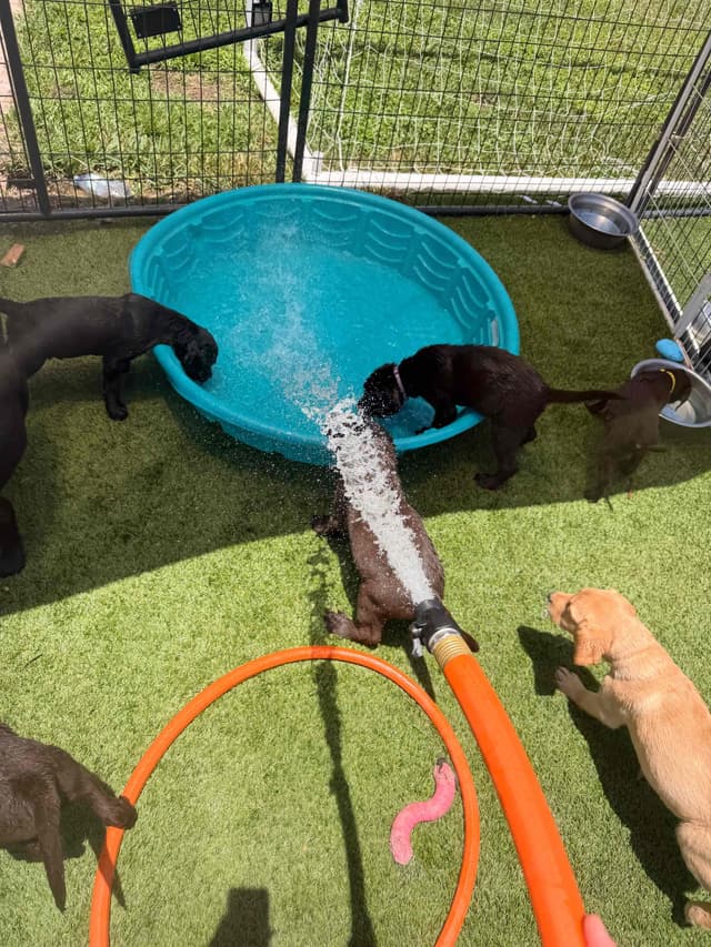 Labrador Retriever Puppies media 13