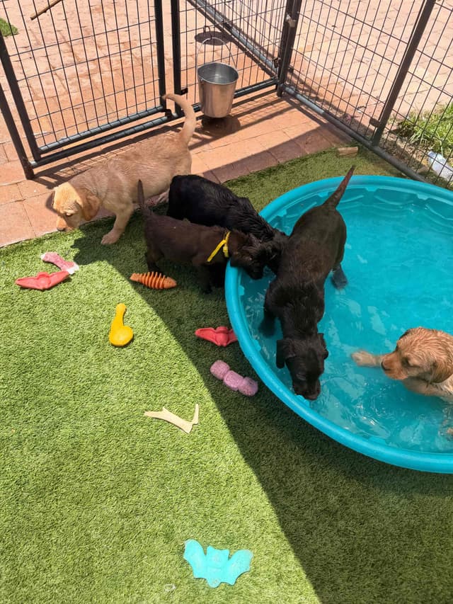 Labrador Retriever Puppies media 14