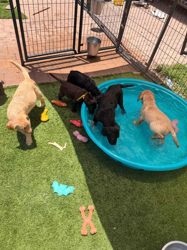 Labrador Retriever Puppies media 15
