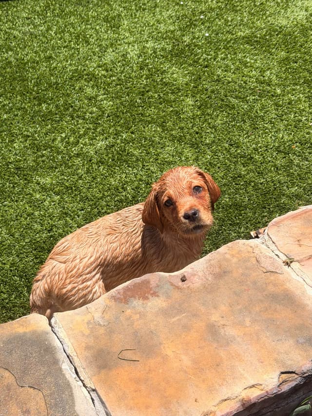 Labrador Retriever Puppies media 16