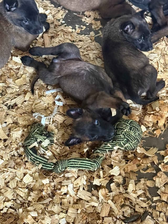 Belgian Malinois Puppies media 4