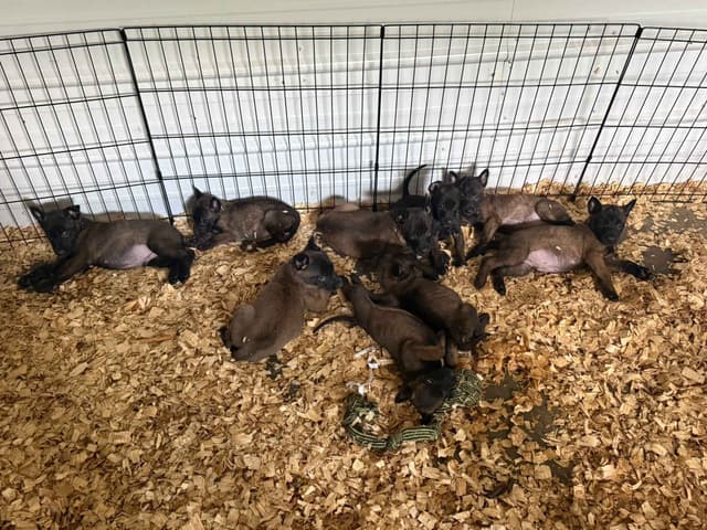 Belgian Malinois Puppies media 3
