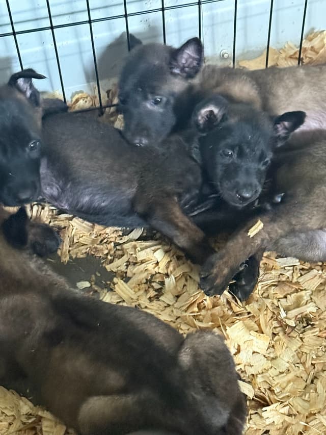 Belgian Malinois Puppies media 5