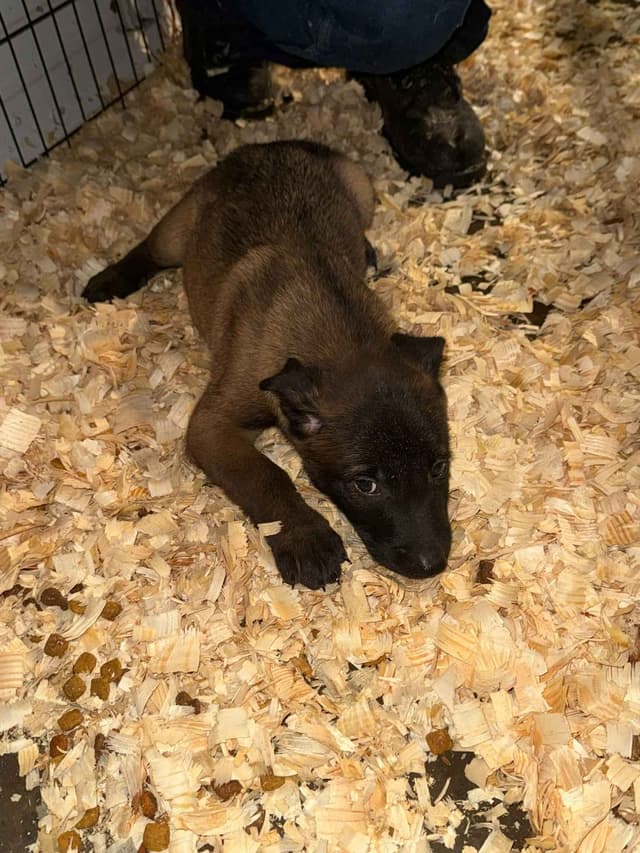 Belgian Malinois Puppies media 6