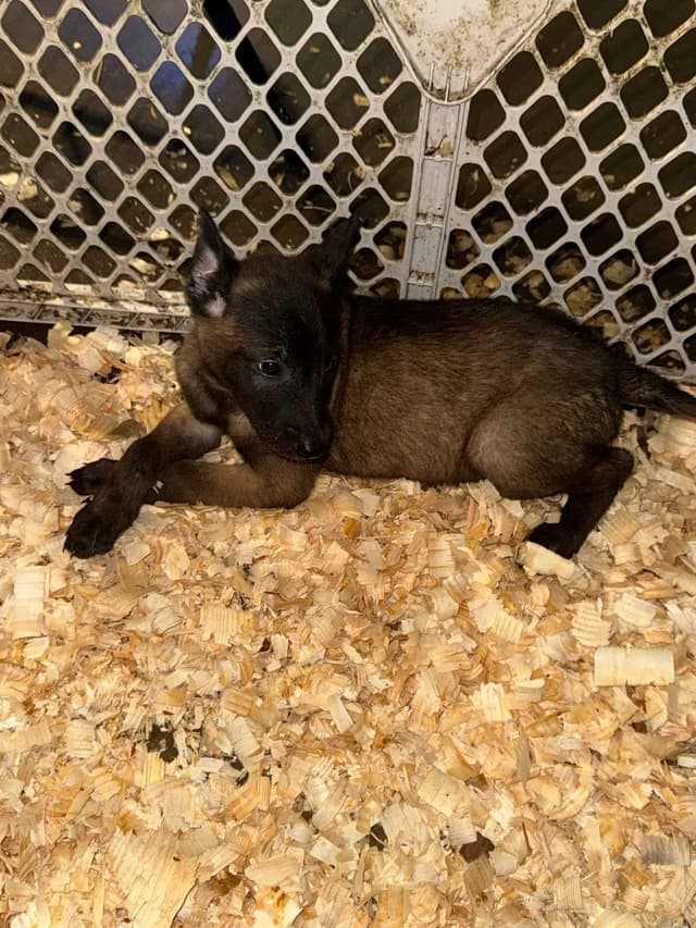 Belgian Malinois Puppies media 7
