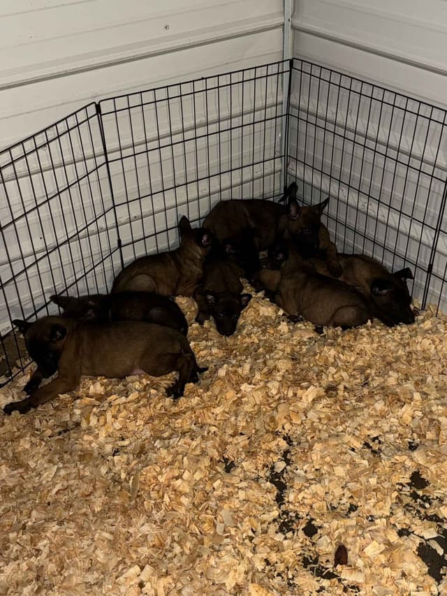 Belgian Malinois Puppies media 12