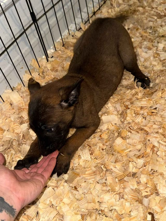 Belgian Malinois Puppies media 8