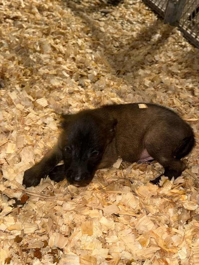 Belgian Malinois Puppies media 9