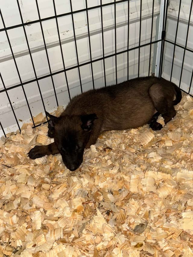 Belgian Malinois Puppies media 11