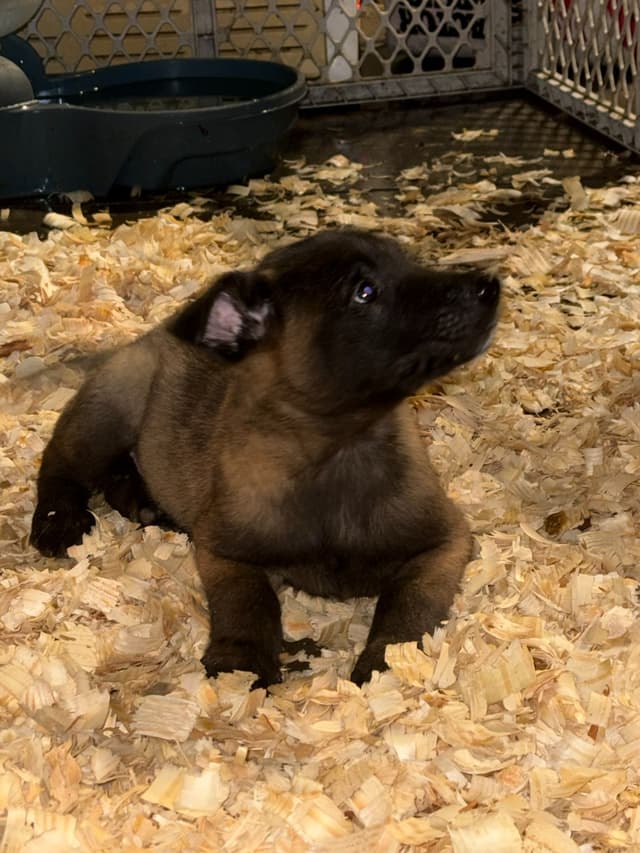 Belgian Malinois Puppies media 2