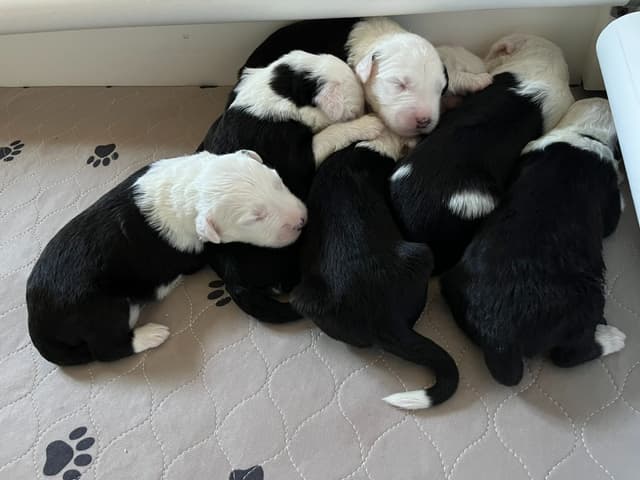 Catalina Blue Old English Sheepdog Puppies media 14