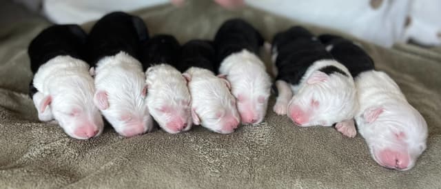 Catalina Blue Old English Sheepdog Puppies media 15
