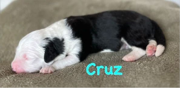 Catalina Blue Old English Sheepdog Puppies media 17