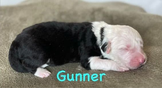 Catalina Blue Old English Sheepdog Puppies media 19