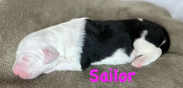 Catalina Blue Old English Sheepdog Puppies media 20