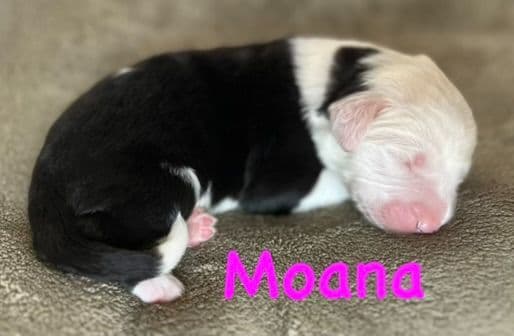 Catalina Blue Old English Sheepdog Puppies media 21