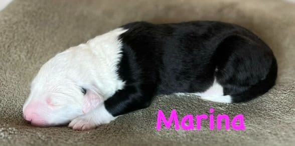 Catalina Blue Old English Sheepdog Puppies media 22