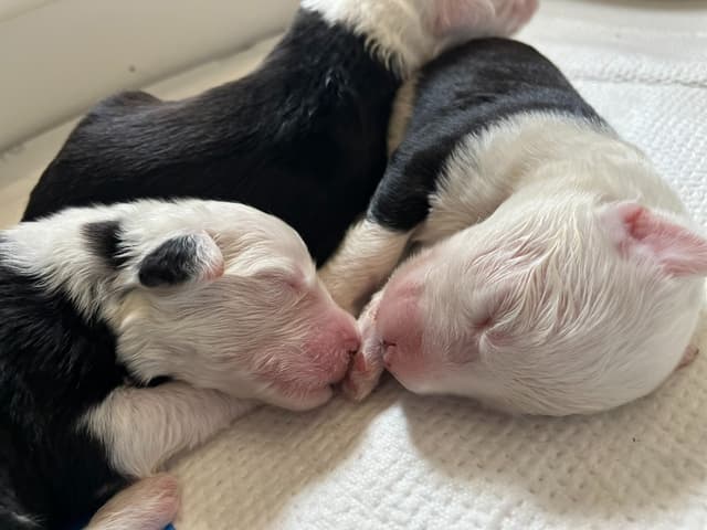 Catalina Blue Old English Sheepdog Puppies media 23