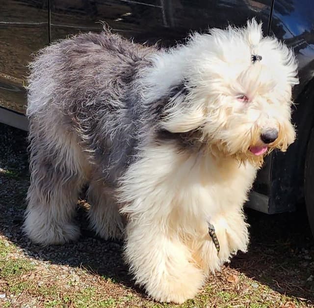 Catalina Blue Old English Sheepdog Puppies media 24