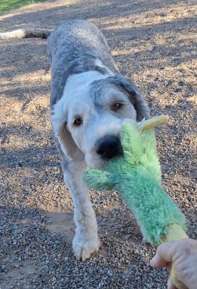 Catalina Blue Old English Sheepdog Puppies media 25