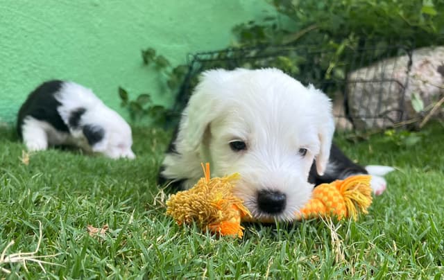 Catalina Blue Old English Sheepdog Puppies media 11