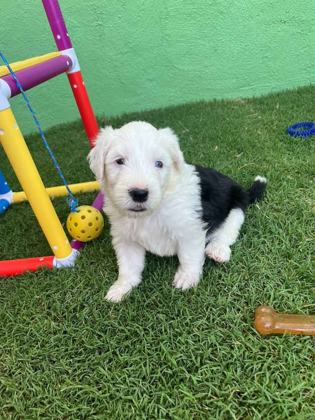 Catalina Blue Old English Sheepdog Puppies media 12