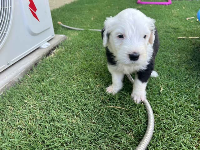 Catalina Blue Old English Sheepdog Puppies media 13
