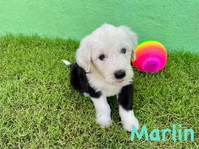 Catalina Blue Old English Sheepdog Puppies media 3