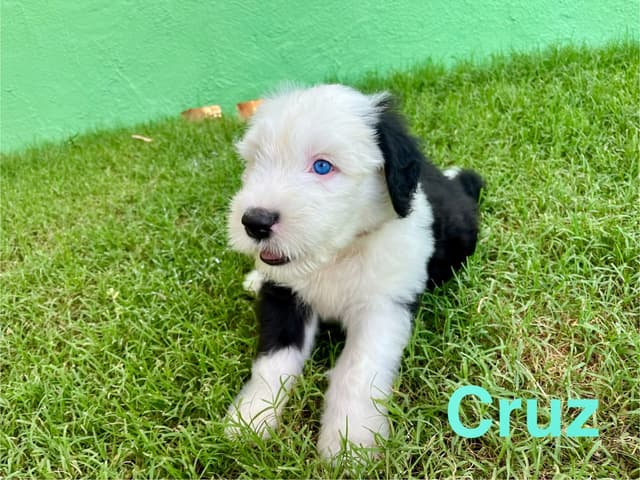 Catalina Blue Old English Sheepdog Puppies media 5