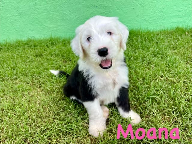 Catalina Blue Old English Sheepdog Puppies media 6