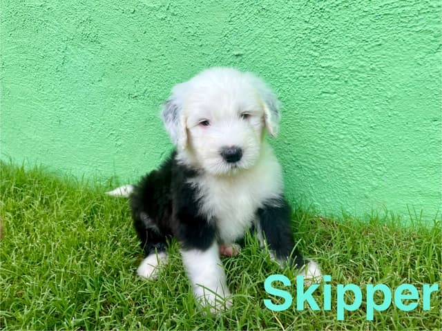 Catalina Blue Old English Sheepdog Puppies media 7