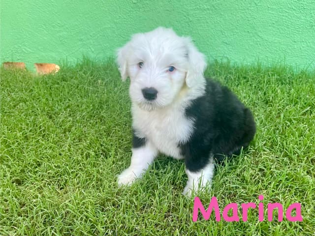 Catalina Blue Old English Sheepdog Puppies media 8