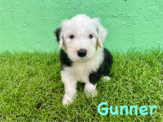 Catalina Blue Old English Sheepdog Puppies media 9