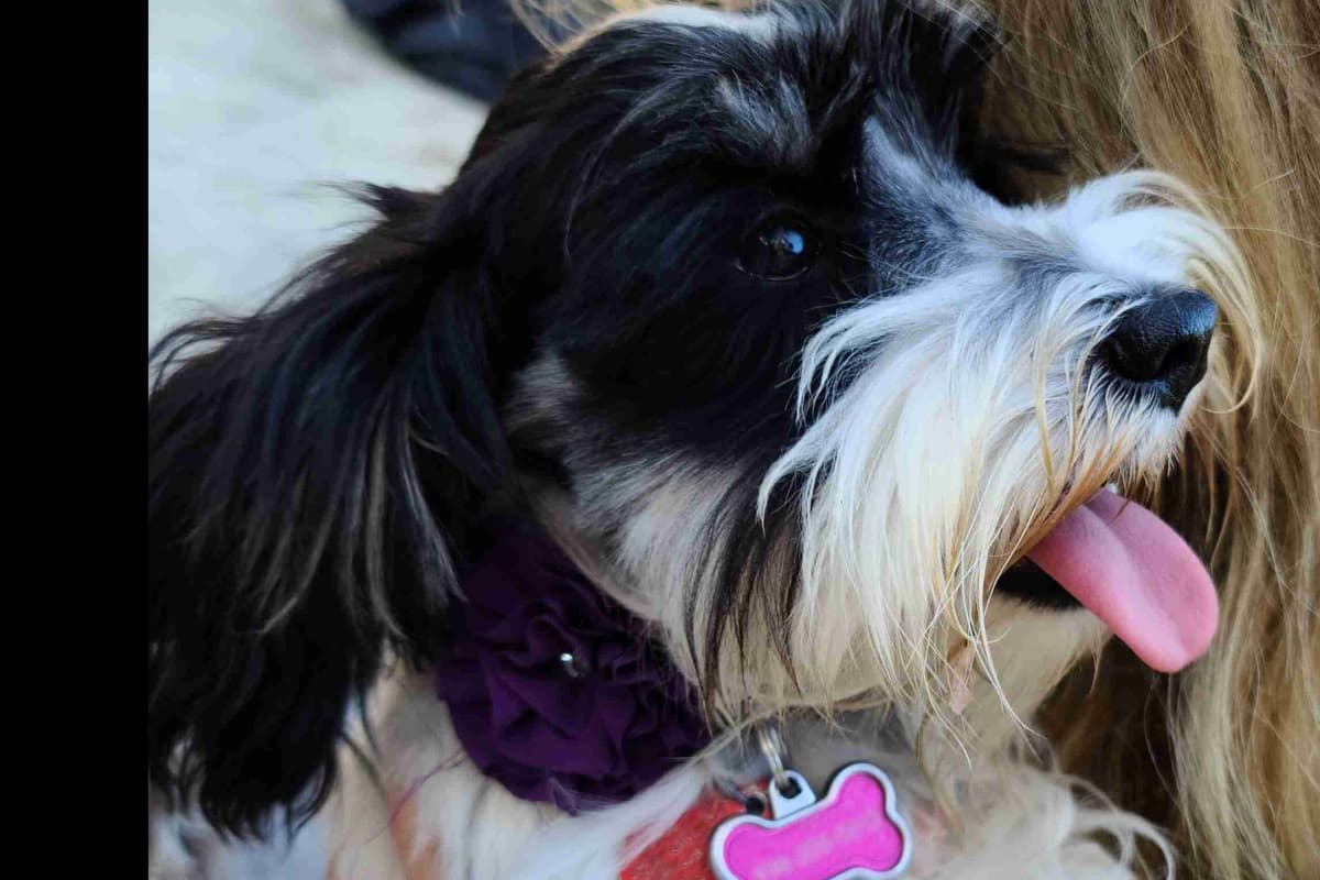 Miniature Schnauzer Puppies breeder image 1
