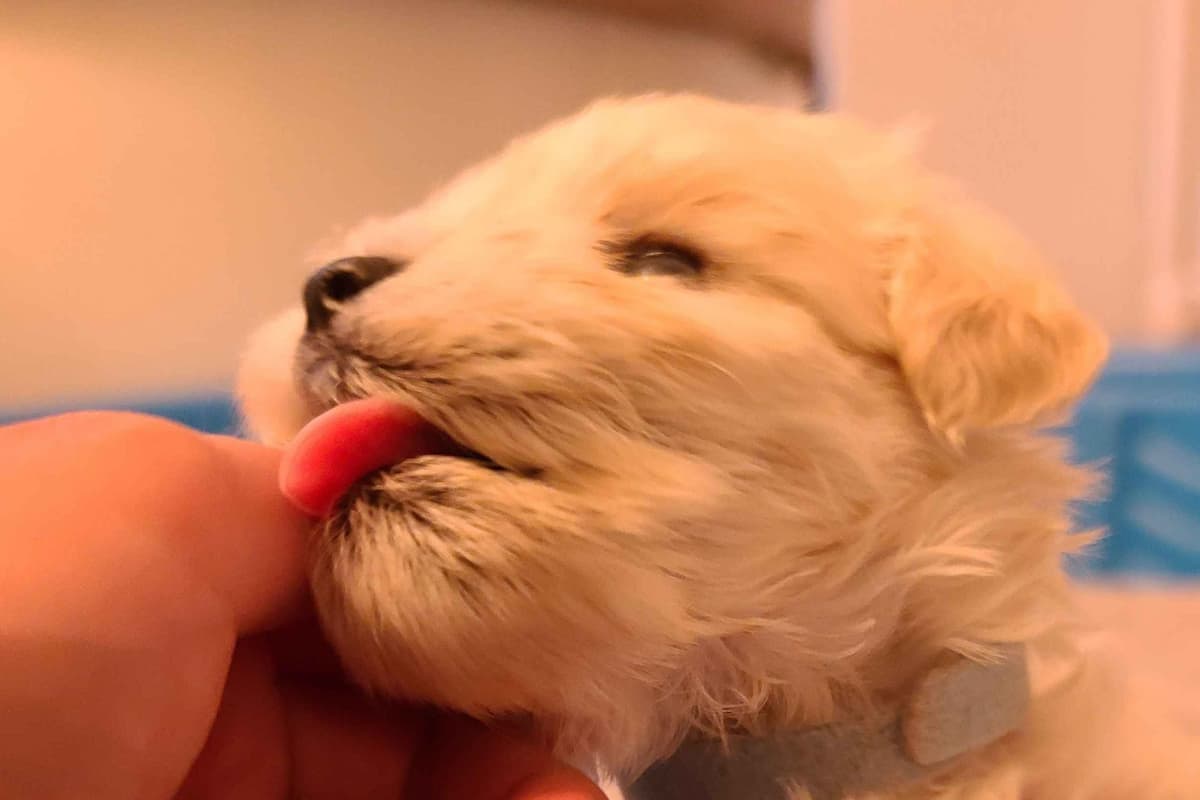 Miniature Schnauzer Puppies breeder image 2