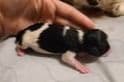 Miniature Schnauzer Puppies breeder image 3