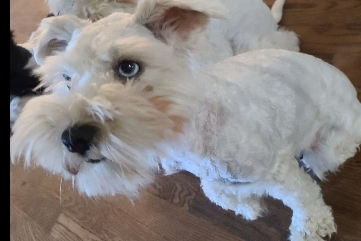Miniature Schnauzer Puppies breeder image 4