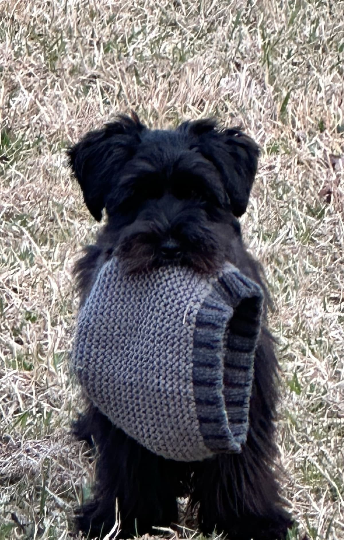 Miniature Schnauzer Puppies breeder image 6