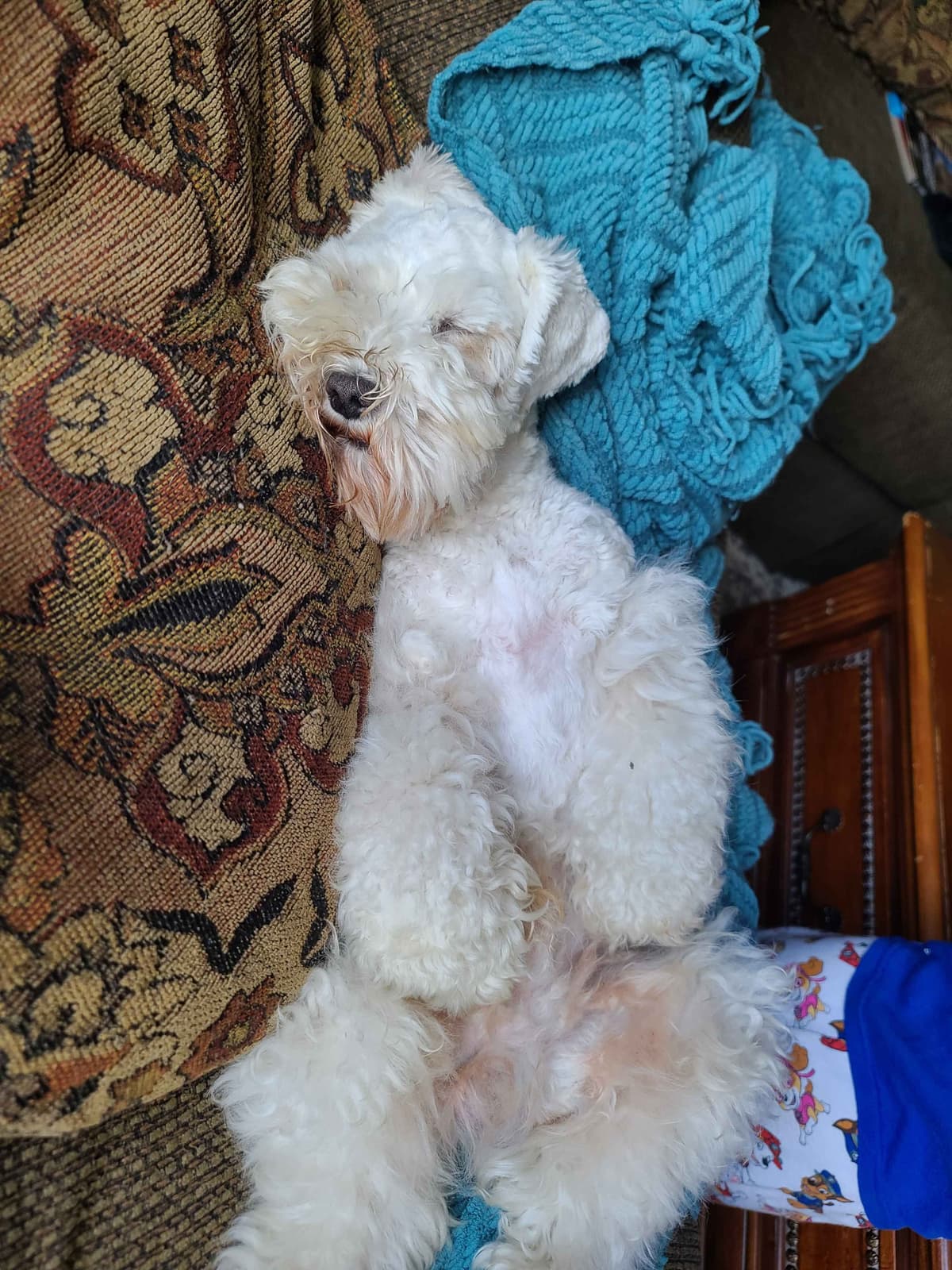 Miniature Schnauzer Puppies breeder image 8