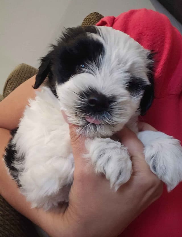 Miniature Schnauzer Puppies media 2