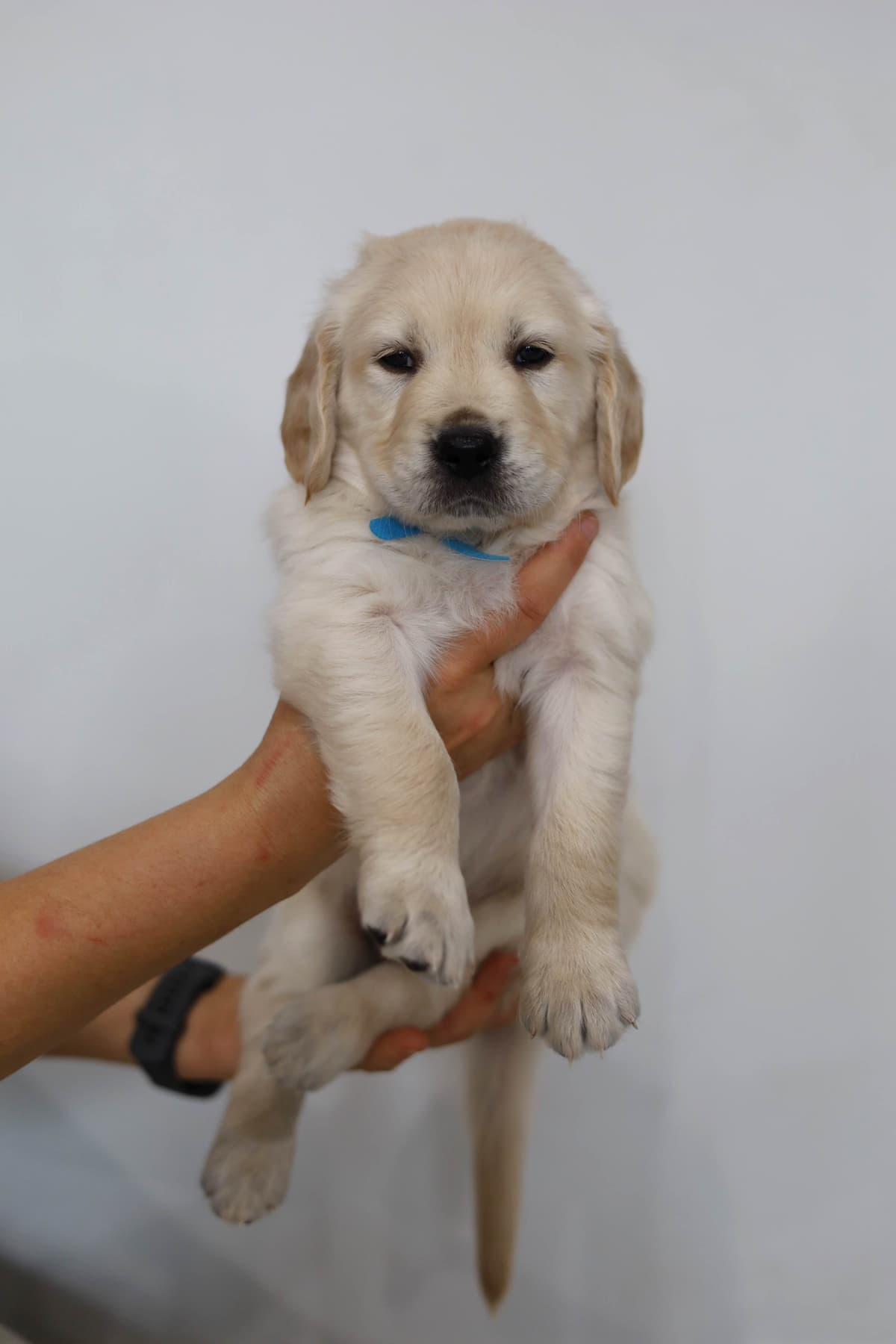 Golden Retriever Puppies breeder image 1