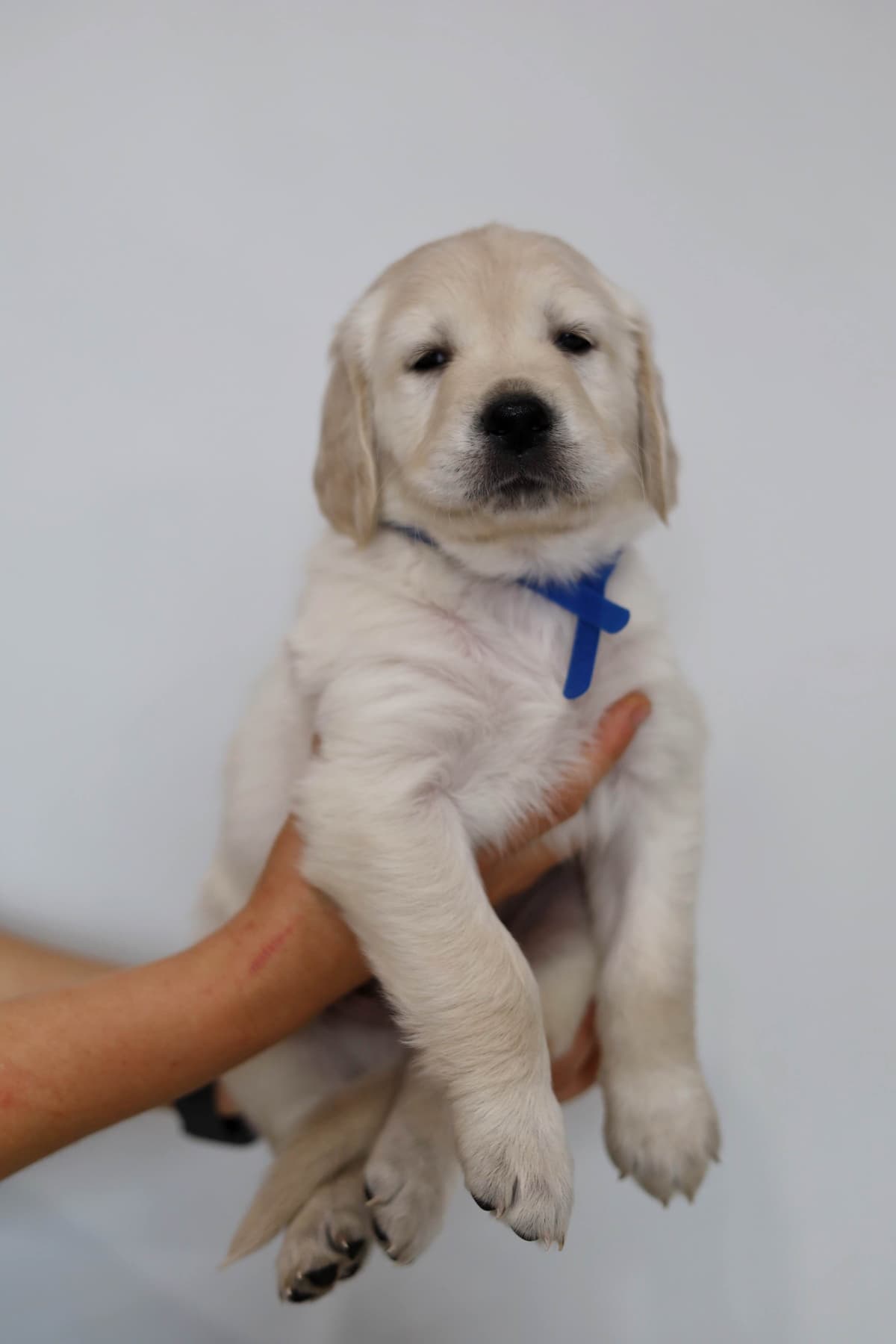 Golden Retriever Puppies breeder image 2
