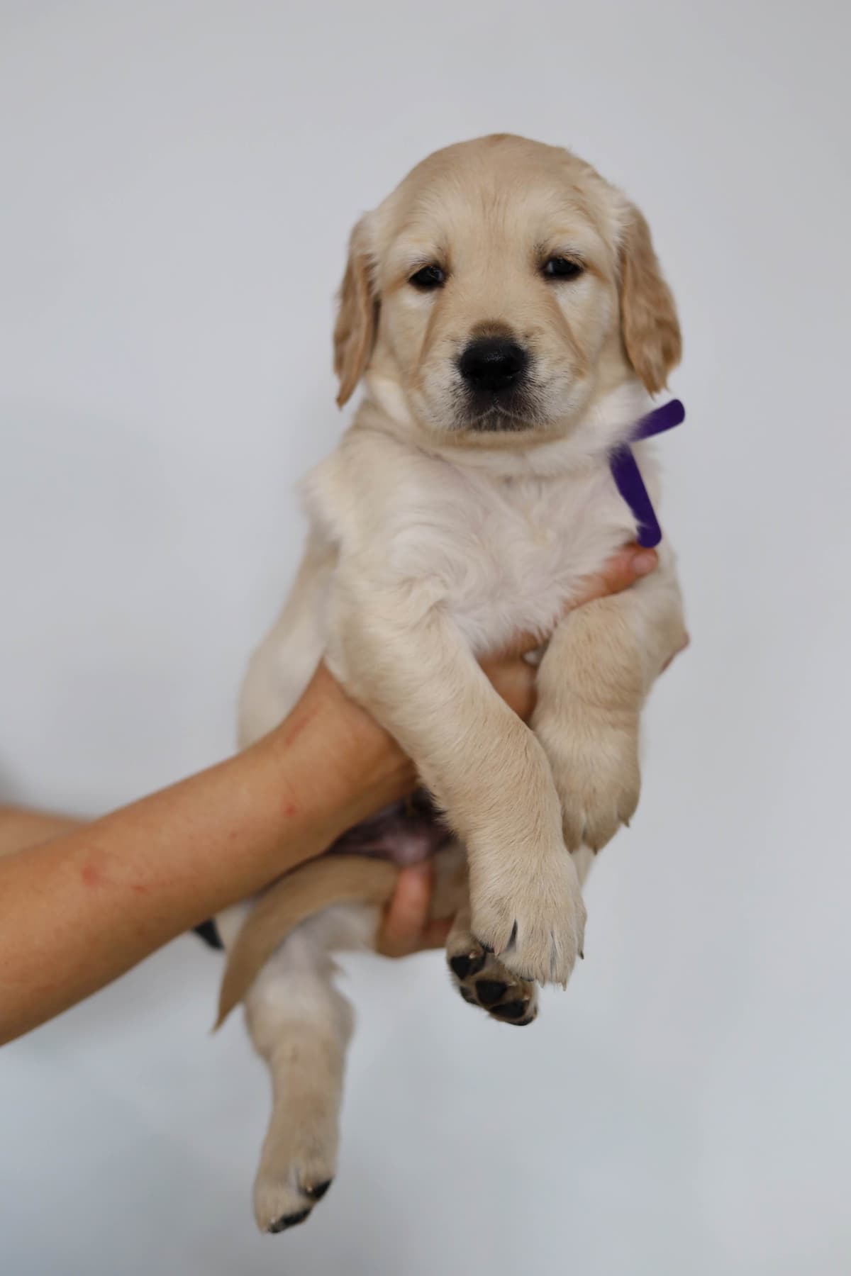 Golden Retriever Puppies breeder image 6
