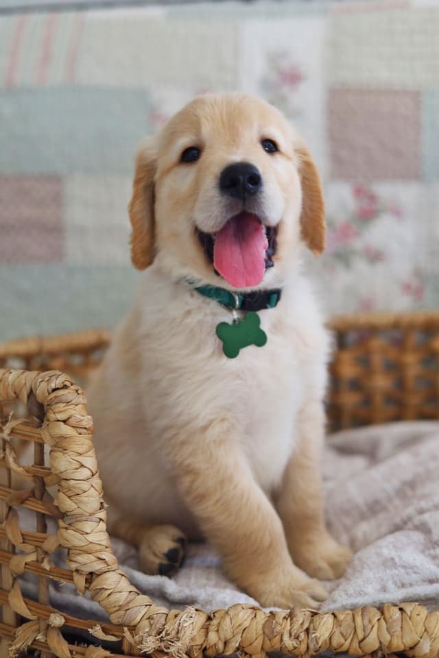 Golden Retriever Puppies media 3