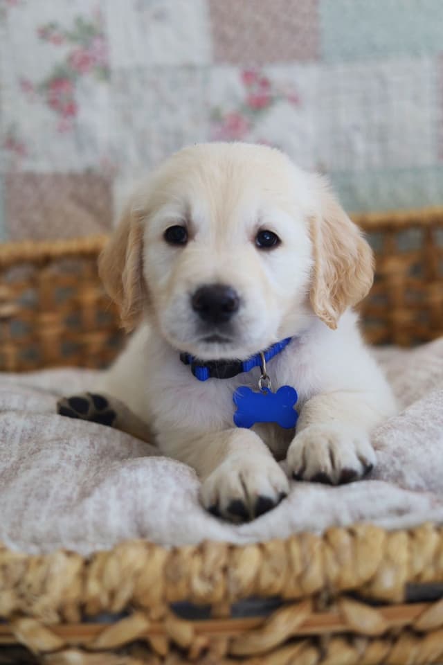 Golden Retriever Puppies media 2