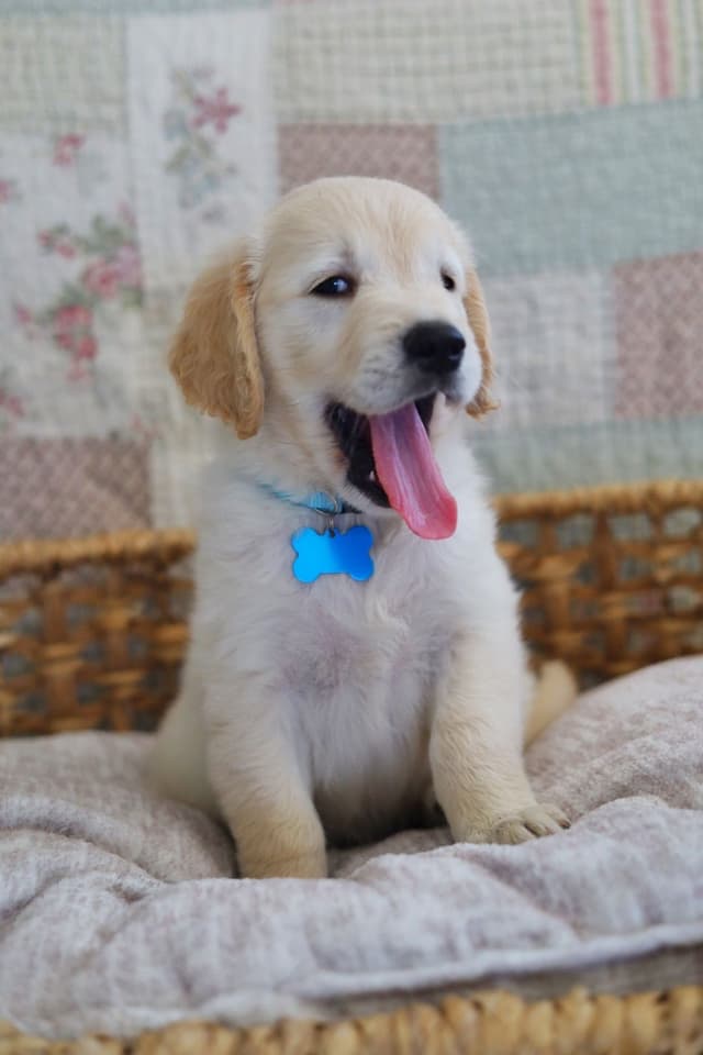 Golden Retriever Puppies media 5