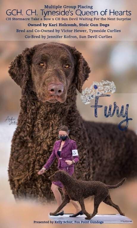4 month old CCR show puppies available breeder image 3