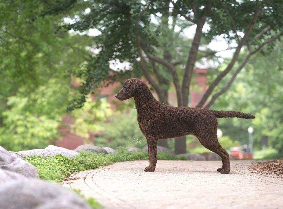 4 month old CCR show puppies available breeder image 4